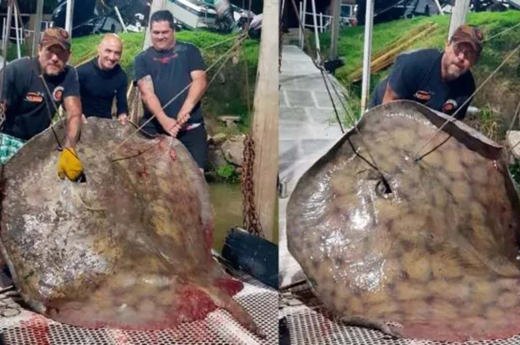 En el río Paraná pescaron una raya gigante de 250 kilos