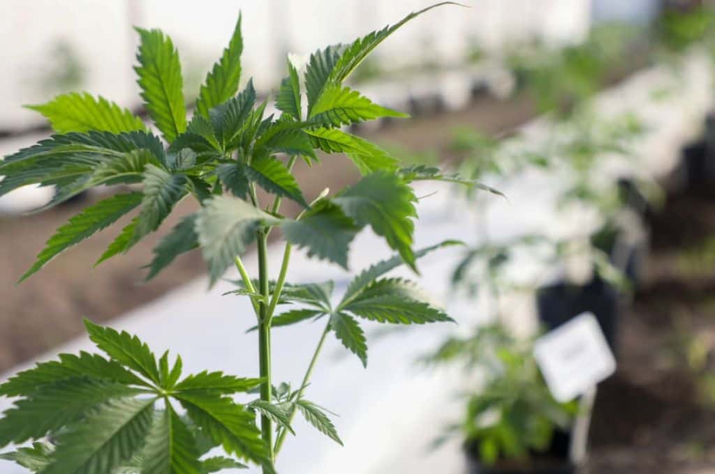 En la provincia de Santa Fe capacitarán a los equipos de salud sobre el uso del cannabis medicinal