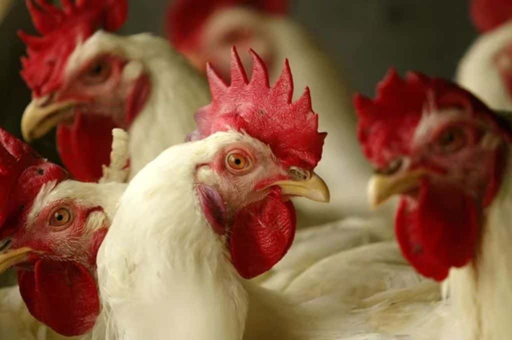Confirmaron tres nuevos casos de gripe aviar y ya suman ocho en todo el país