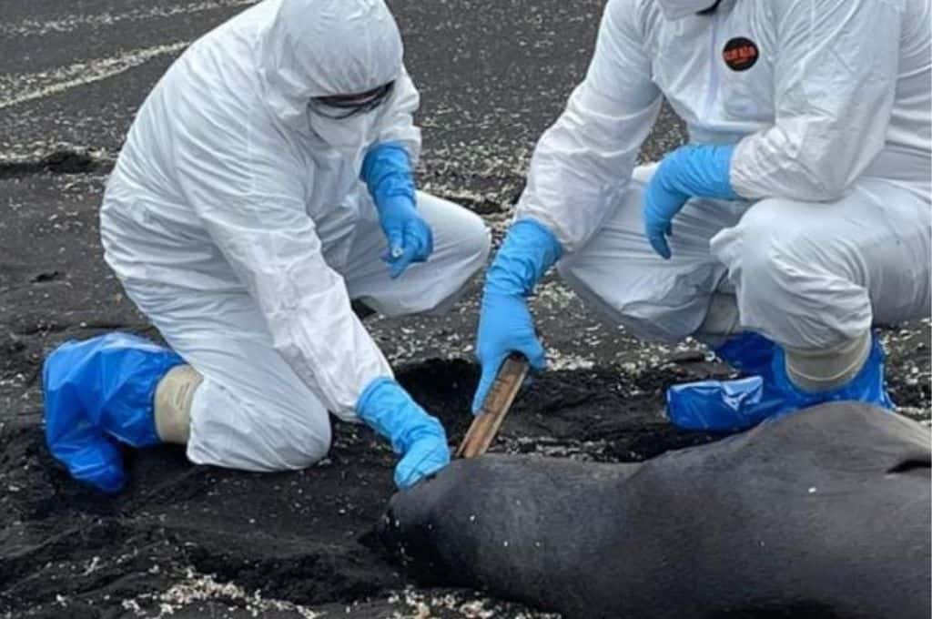 Chile: la gripe aviar mató más de 1.500 lobos marinos y 700 pingüinos