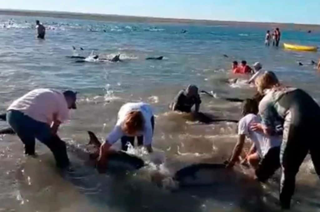 Emocionante rescate en Las Grutas: 300 delfines quedaron varados por huir de orcas asesinas