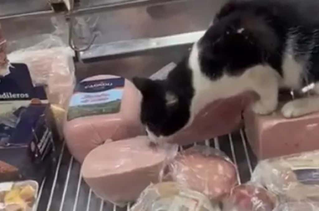 Video viral: un gato se metió en la heladera de una fiambrería y fue sorprendido mientras comía jamón