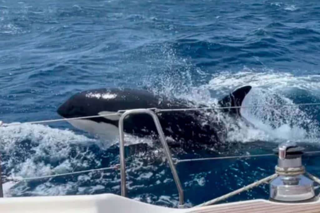 Gladis, la orca vengativa que enseña a otras a atacar embarcaciones revoluciona las redes