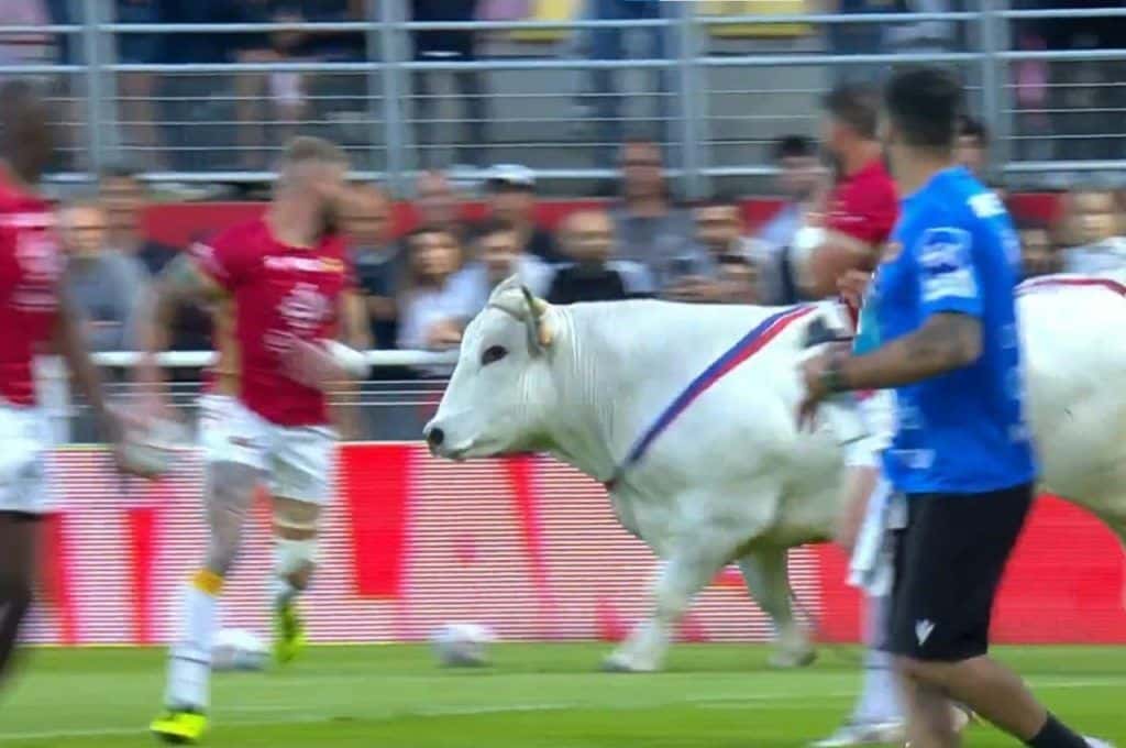 Video: un toro gigante irrumpió en un partido de la Superliga de rugby y causó un gran susto a los jugadores