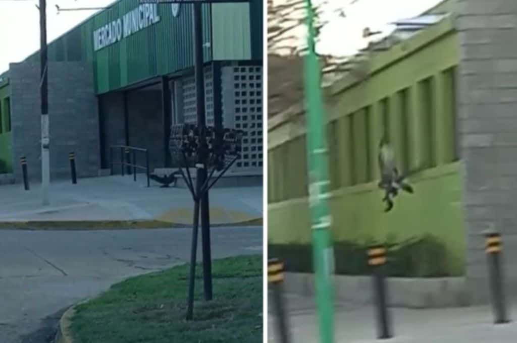 Video viral: capturaron el momento exacto en que una rata fue cazada por un ave rapaz
