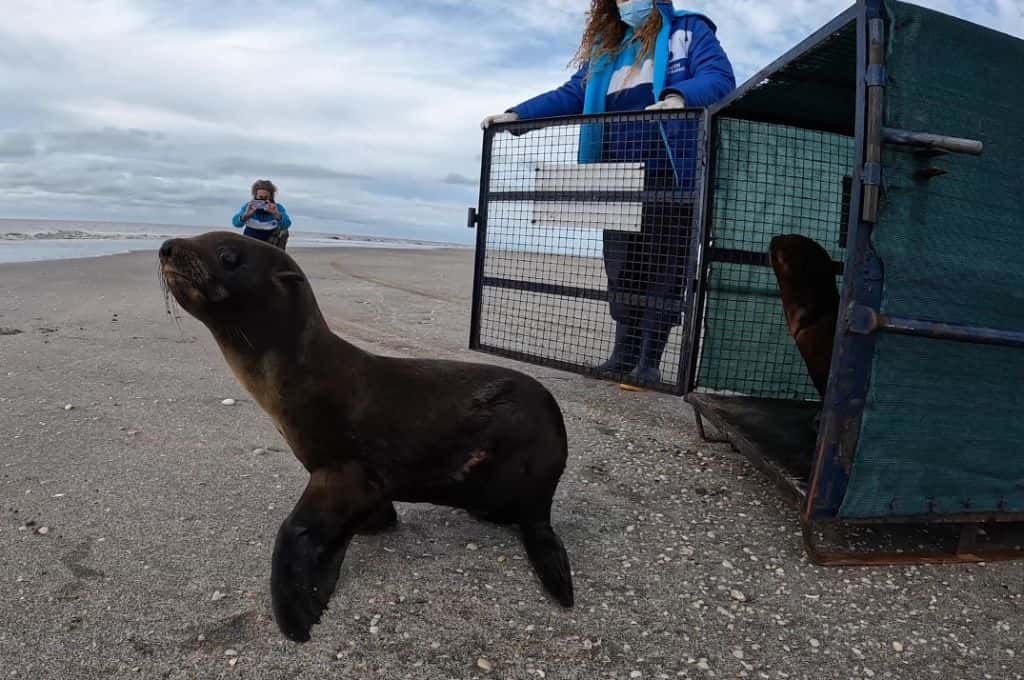 Dos lobos marinos y un elefante marino fueron regresados al mar en San Clemente del Tuyú