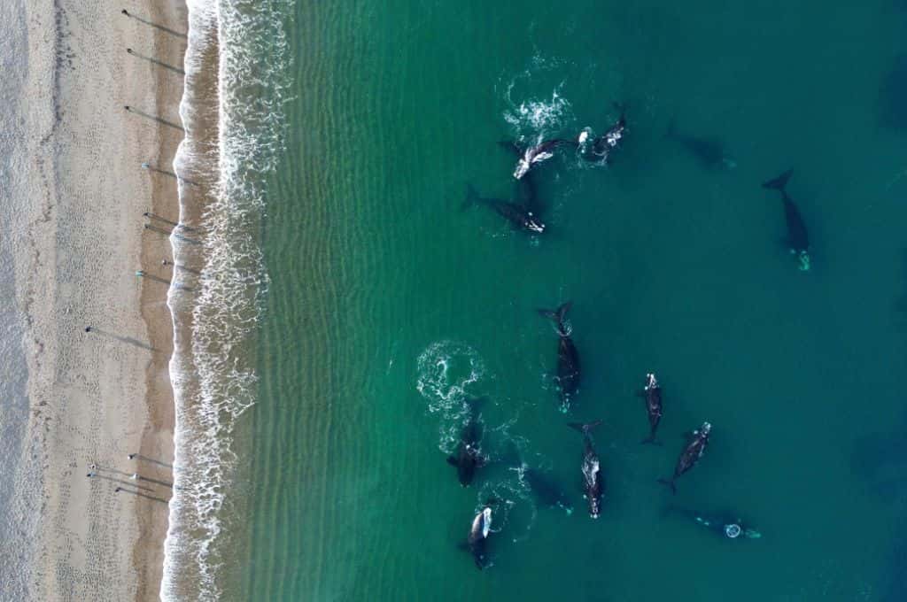 ¡Espectáculo natural! Llegan las primeras ballenas a Puerto Madryn para su temporada de avistamiento