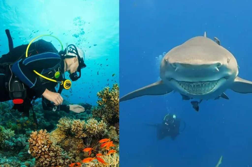 La sorprendente reacción de un tiburón con una instructora de buceo: se dejó acariciar y hasta le sonrío