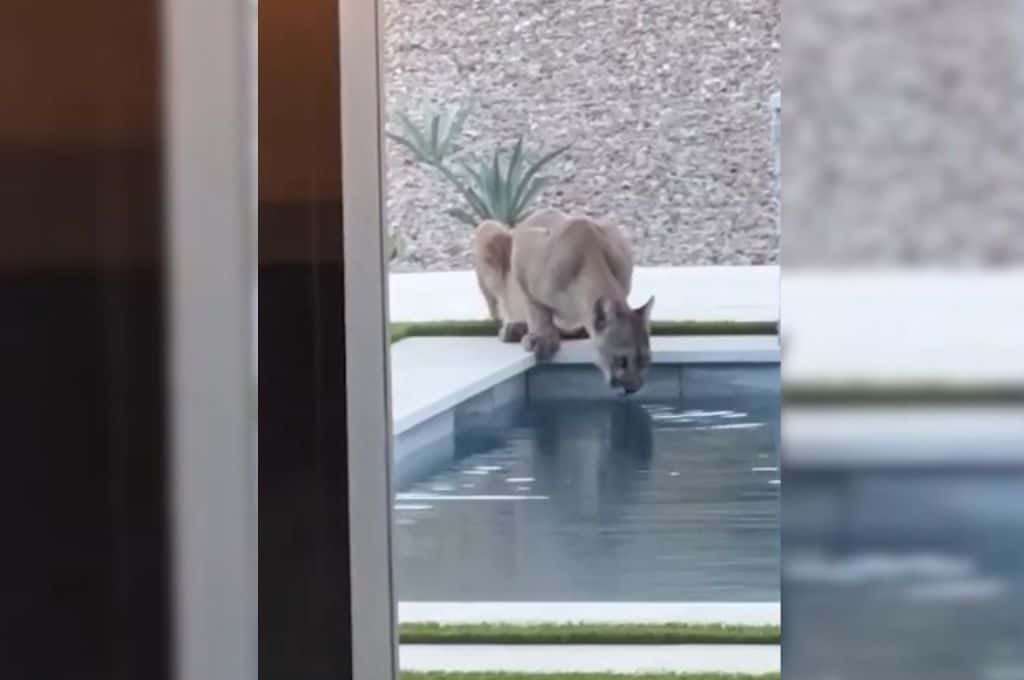 Visita inesperada: un puma fue captado bebiendo agua de una piscina y causó pánico en la vivienda