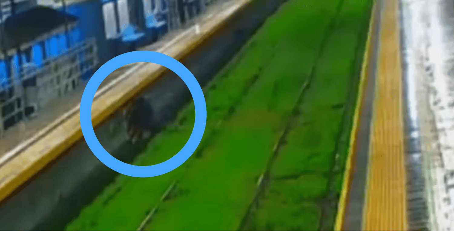 La Plata: un ladrón se cayó en la estación de trenes de Gonnet y quedó todo filmado