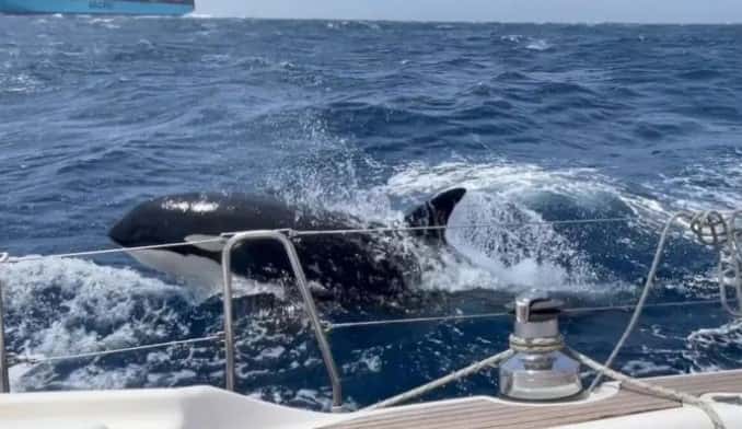 Un océano de memes: la orca vengativa “Gladis” sigue invadiendo las redes sociales