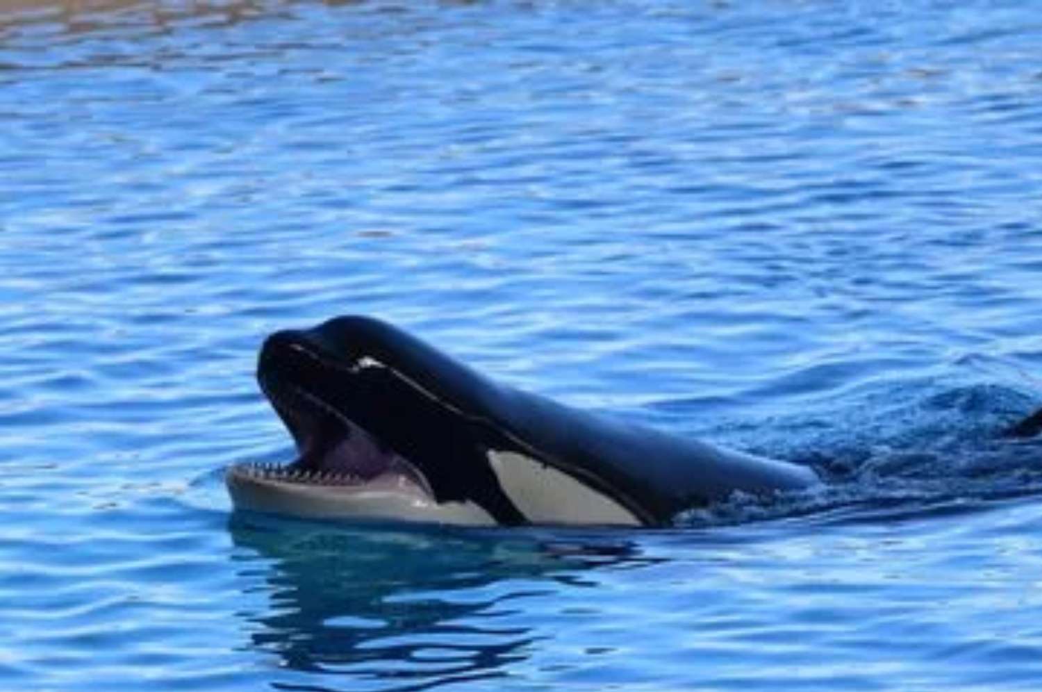 Video viral: orca bebé bloquea a un bote y pide ayuda para salvar a su madre atrapada en una red