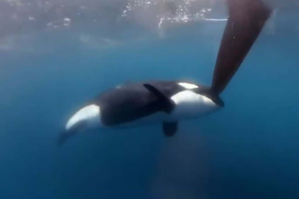 Video: un grupo de orcas chocó y mordío dos veleros de la Ocean Race en Gibraltar