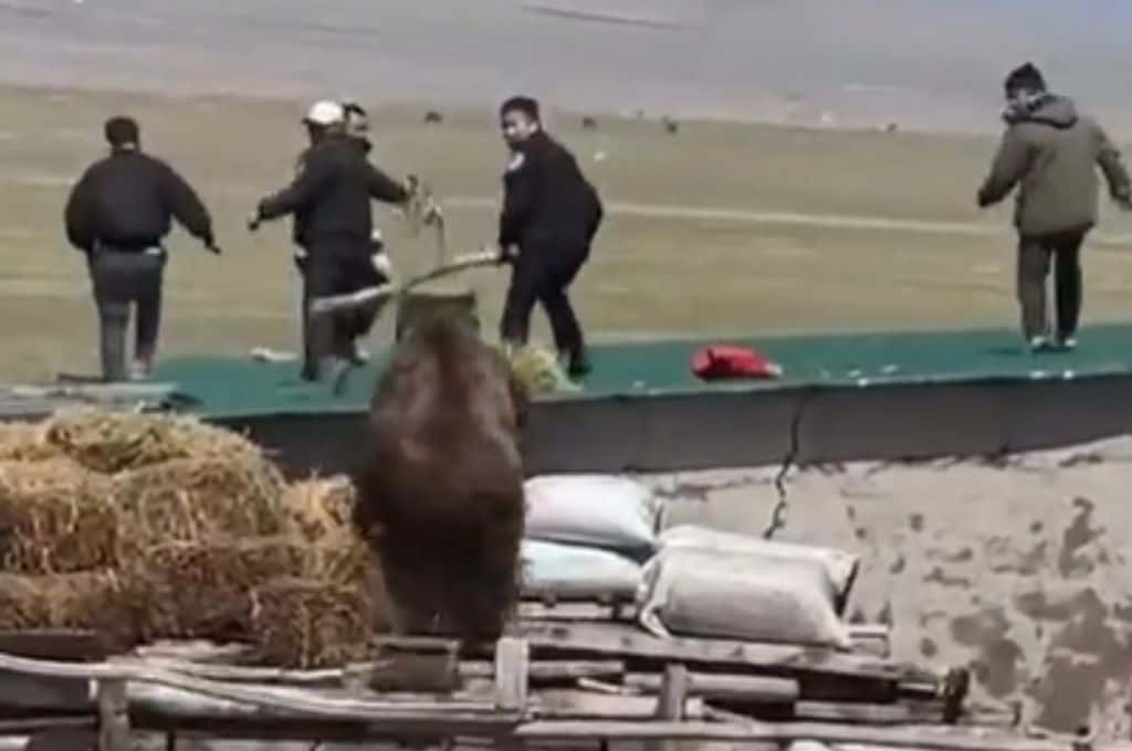 Video viral: oso enfurecido persigue a socorristas que intentaban ahuyentarlo de una aldea