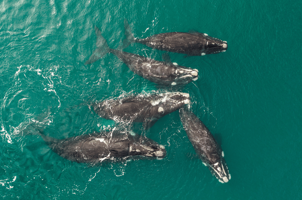 Impresionante avistamiento de más de 1200 ballenas en Península Valdés