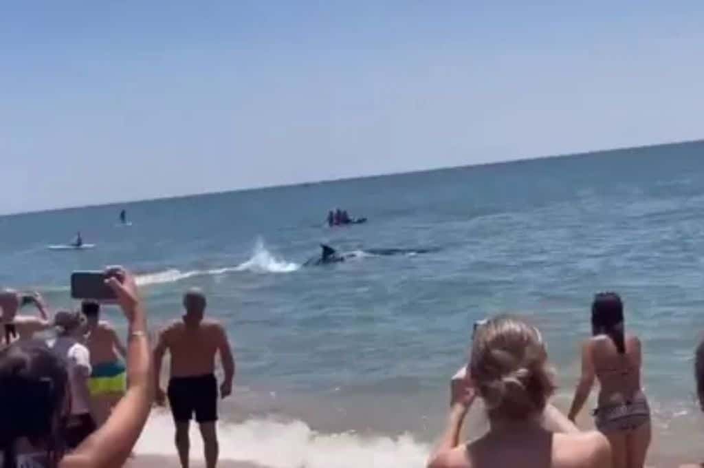 Video: una orca nadó junto a bañistas en una playa española