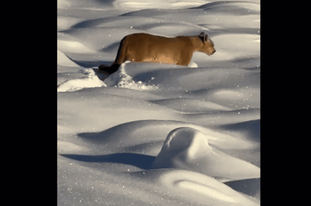 Sorprendente: turistas captaron a un un puma en medio de una intensa nevada