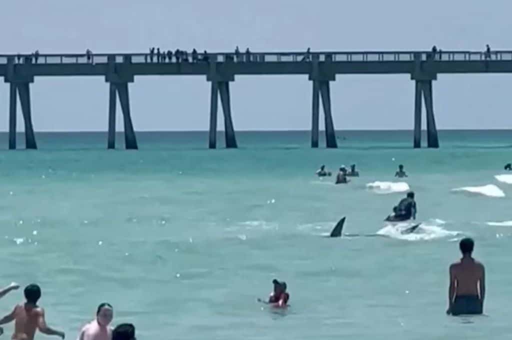 Pánico en una playa de Florida: un tiburón nadaba en la orilla y ahuyentó a los bañistas