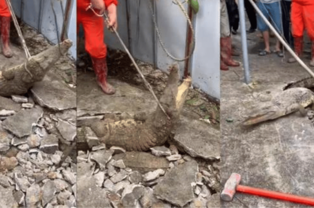 Susto en Indonesia: escuchaban “ruidos extraños” debajo de una vereda, la rompieron y encontraron ¡tres cocodrilos!