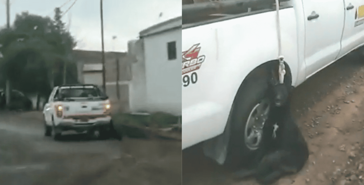 Video: llevaban una perra colgada de una camioneta y casi la matan