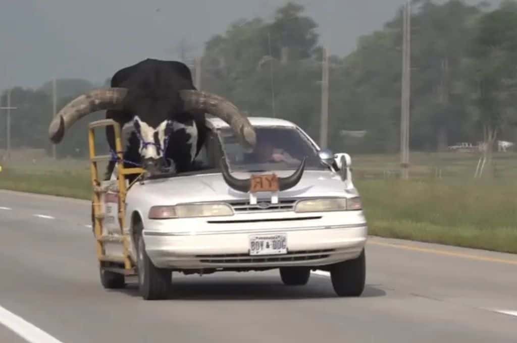 Insólito video: detienen a conductor por llevar a un toro en el asiento del acompañante