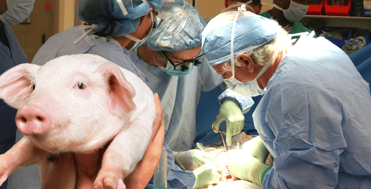 Increíble: en Estados Unidos trasplantaron un riñón de cerdo a un humano