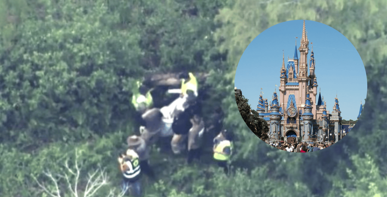 Video: encontraron un oso en los parques de Disney y varias atracciones fueron cerradas
