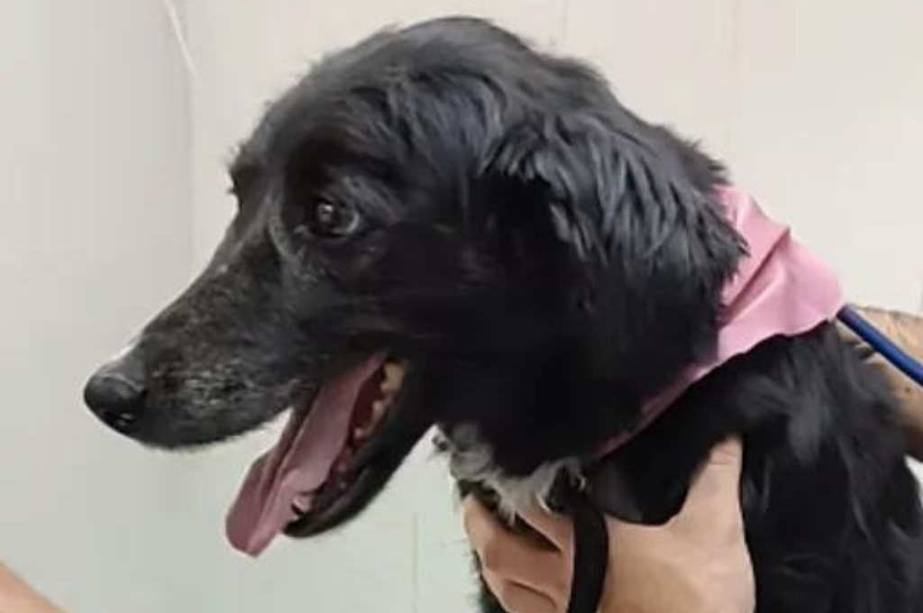 Maltrató y golpeó a una perra en plena calle: la salvaje escena quedó filmada y el animal pudo ser rescatado
