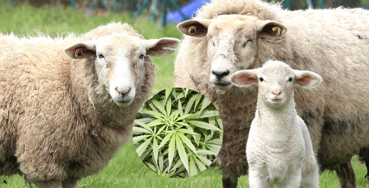 Grecia: un grupo de ovejas comieron por error más de 100 kilos de marihuana