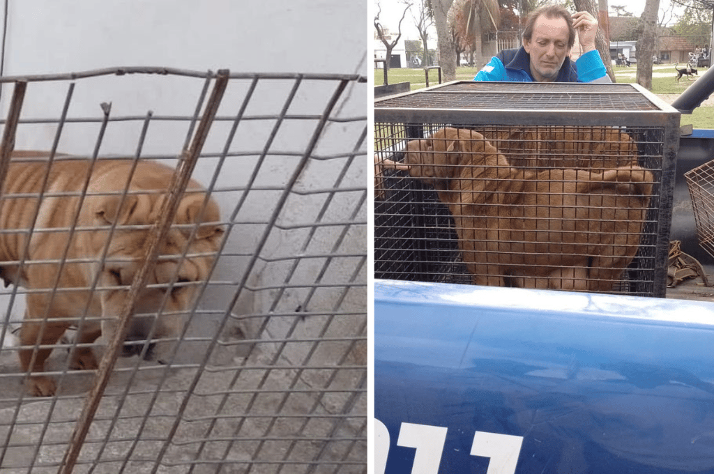 Unos 22 perros fueron rescatados en Rosario: estaban sin agua, alimento y en mal estado de salud