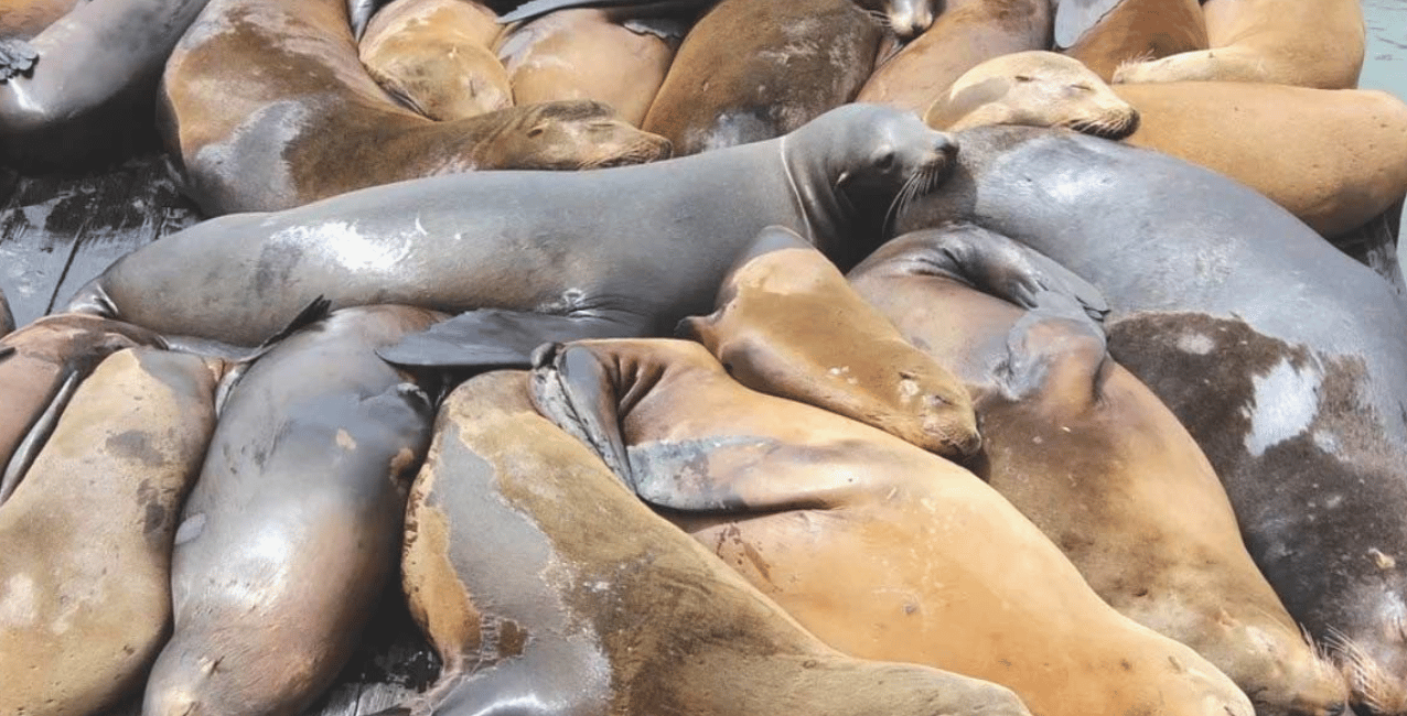 Río Negro: encontraron más de 900 lobos marinos muertos por la gripe aviar