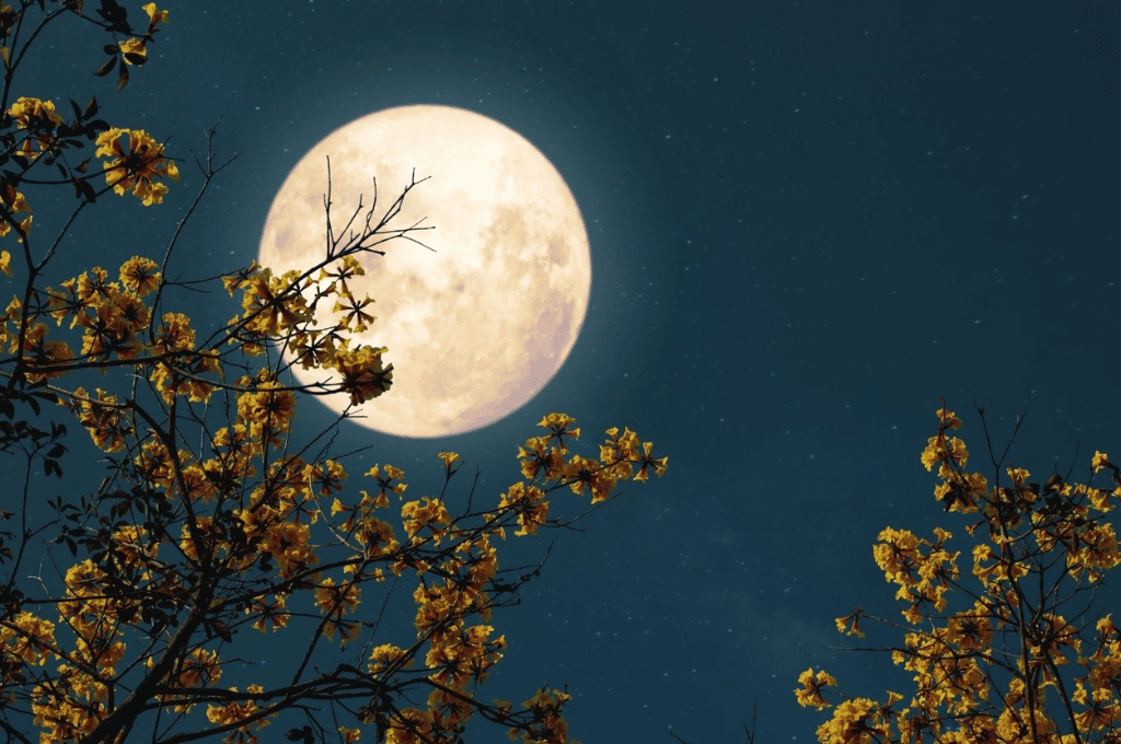 Este viernes llega la Luna de Cosecha: qué es, dónde verla y cómo afectará a cada signo