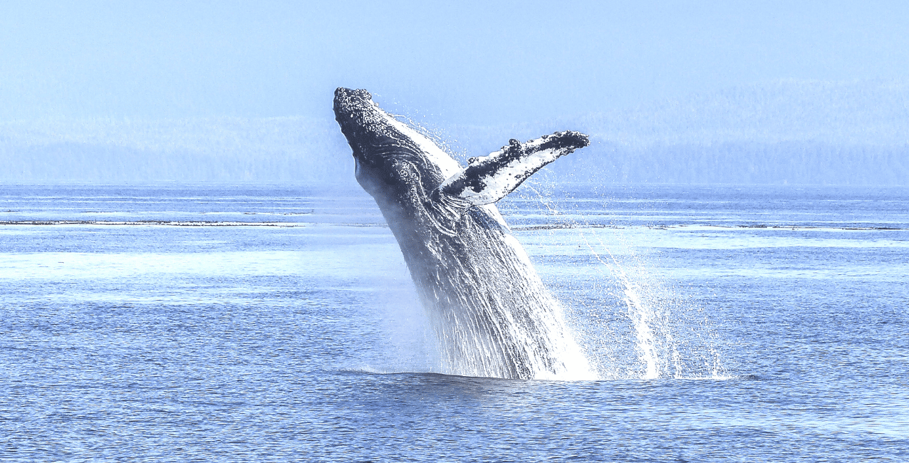 Puerto Madryn: presentaron un proyecto para habilitar el buceo con ballenas y generó polémica