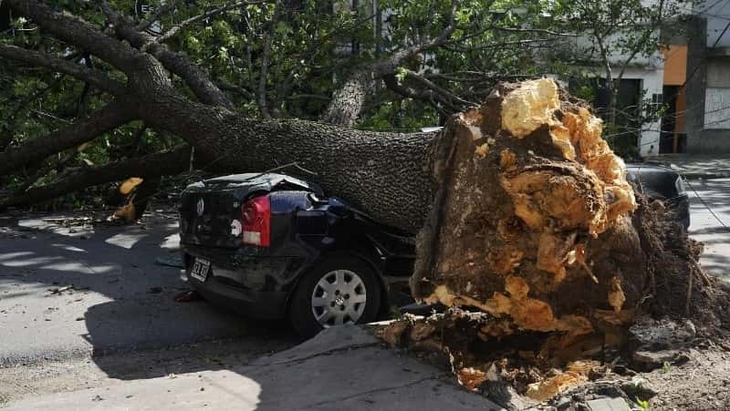 Fuerte temporal de lluvia y viento dejó árboles caídos y calles cortadas en Rosario