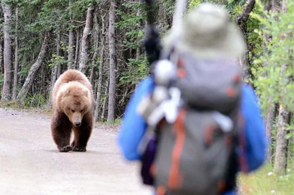 Canadá: un oso mató a una pareja y a su mascota mientras paseaban por el Parque Nacional