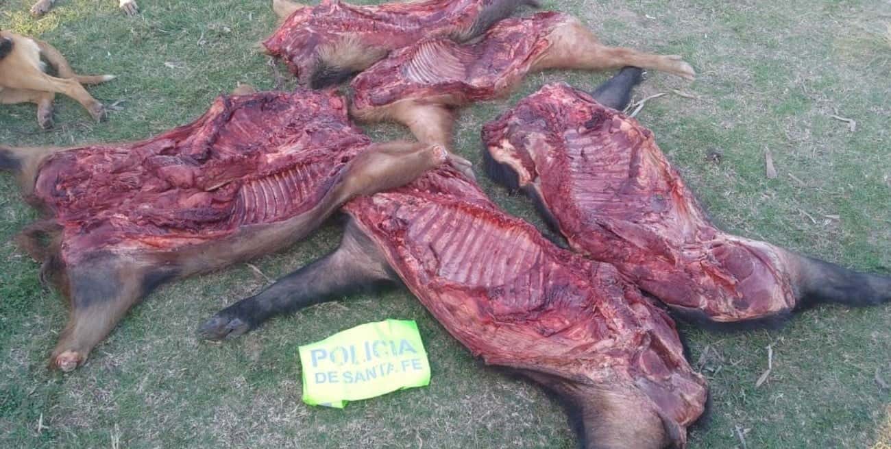 Caza ilegal en Colonia Mascías: atraparon a un hombre por matar a tres chanchos salvajes