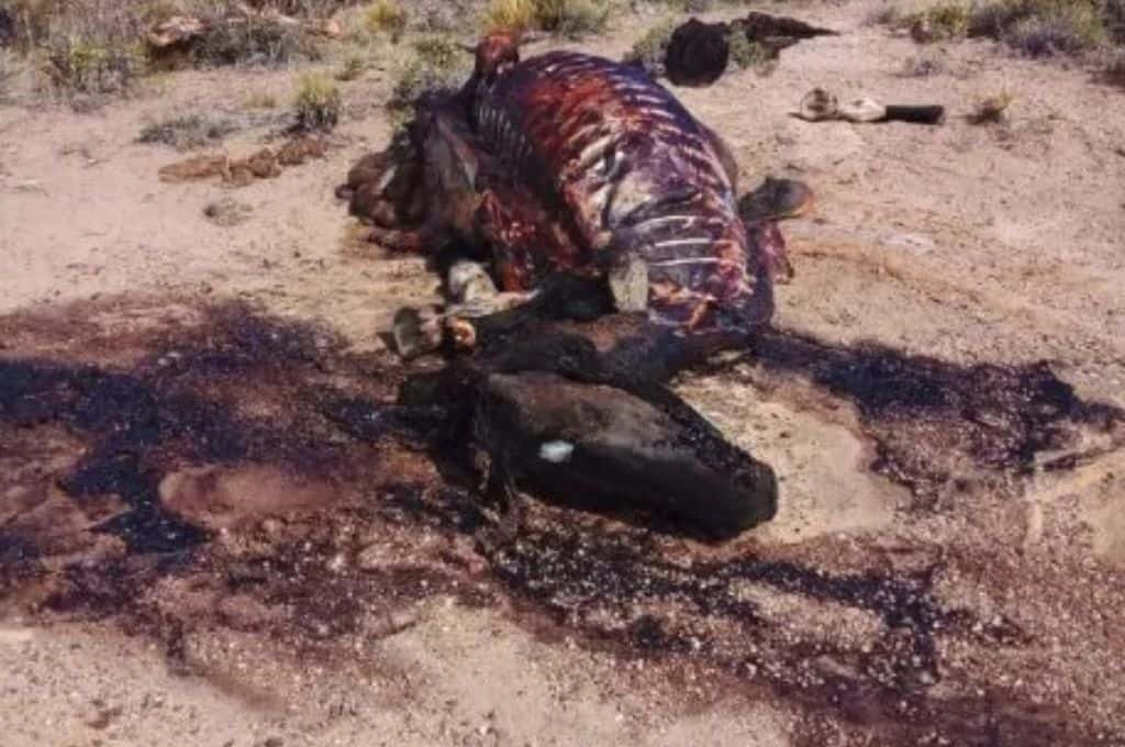 Horror en Chubut: faenaron y quemaron caballos en un campo de Paso de Indio