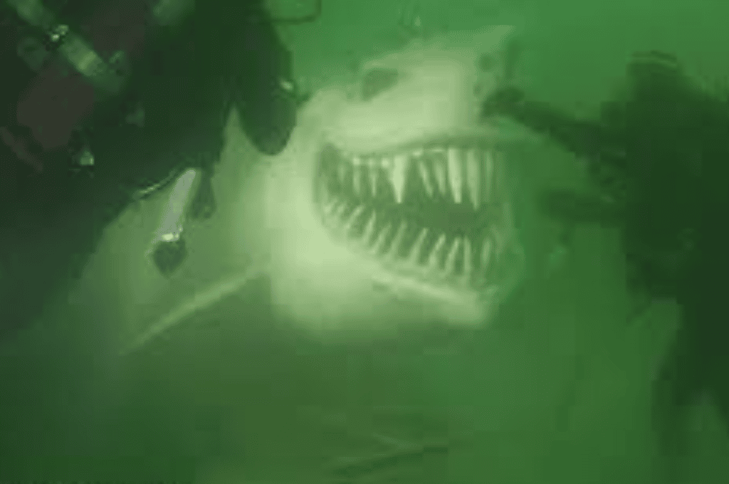 Video: una estatua de un tiburón en el fondo de un lago en Suiza aterroriza a los buceadores