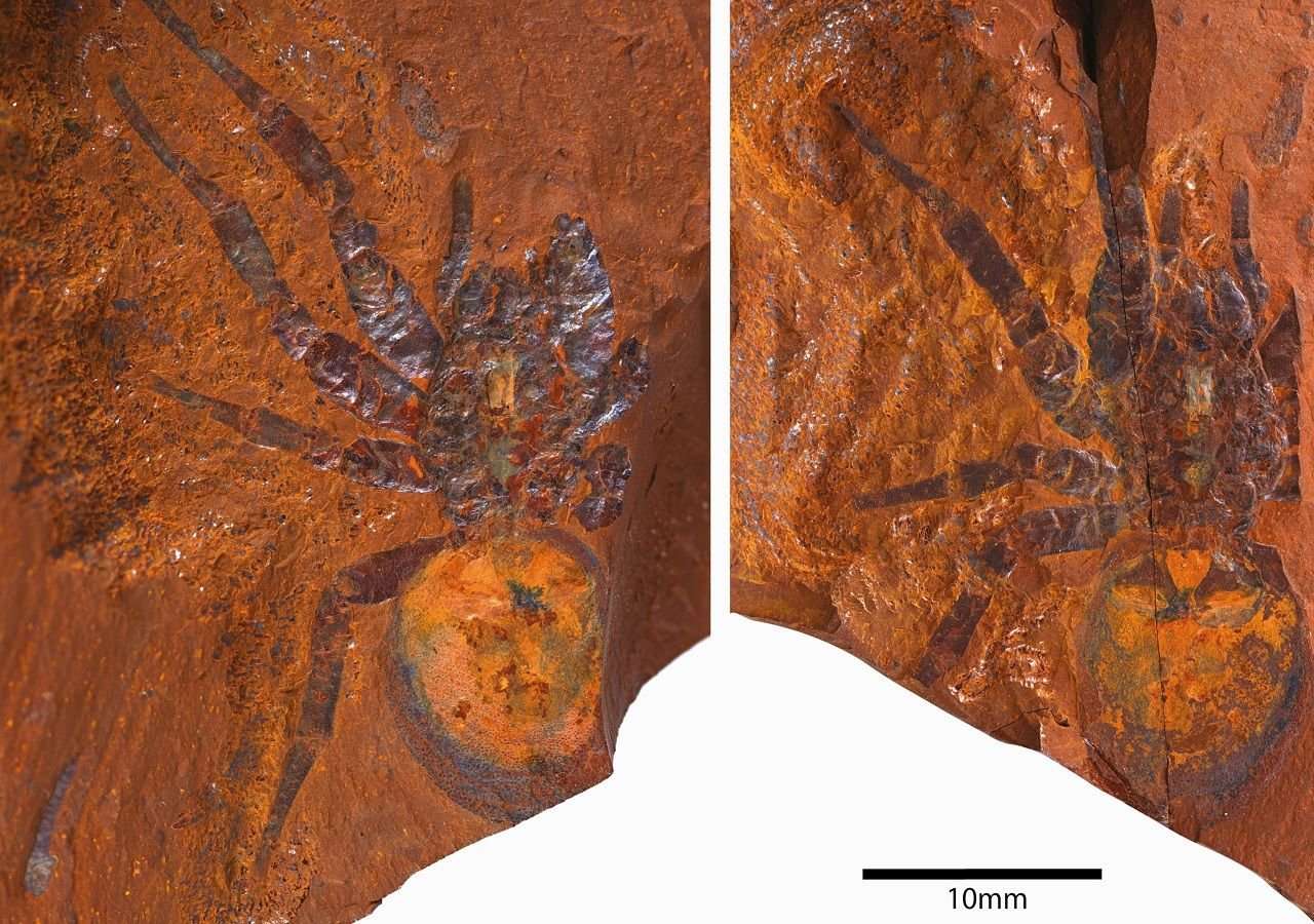 Increíble descubrimiento: encuentran el fósil de la segunda araña más grande del mundo