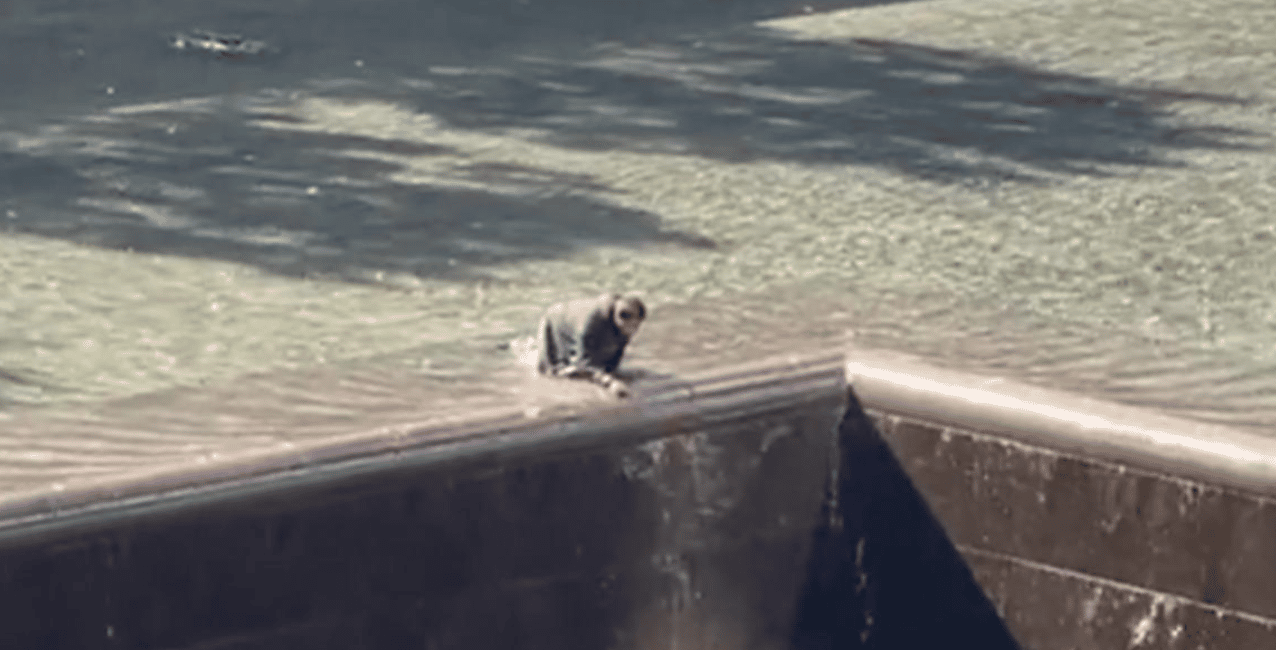 Nueva York: un hombre saltó a estanque del Memorial del 11 de septiembre