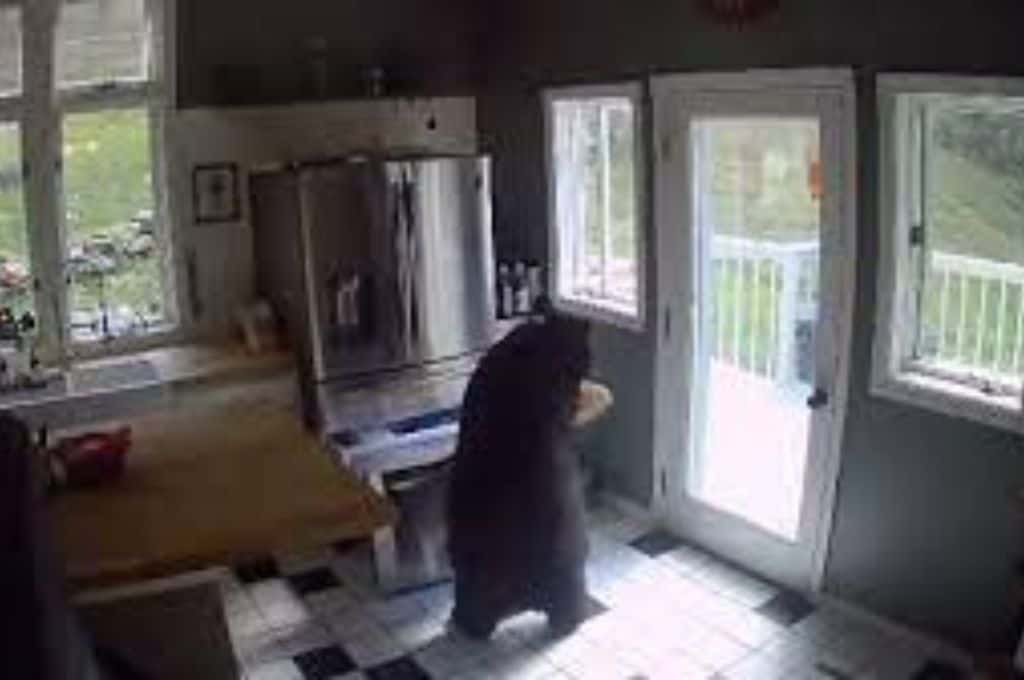 Increíble: un oso ingresó a una casa y se robó la lasaña de la heladera