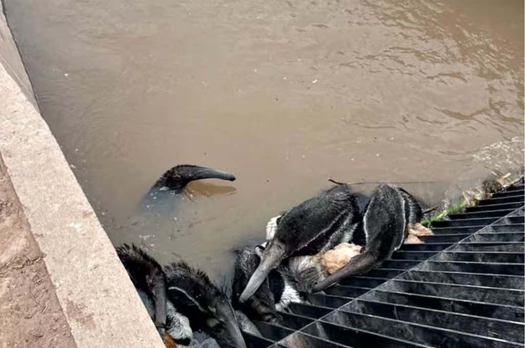 Trampa mortal en Santiago del Estero: osos hormigueros mueren ahogados en un canal
