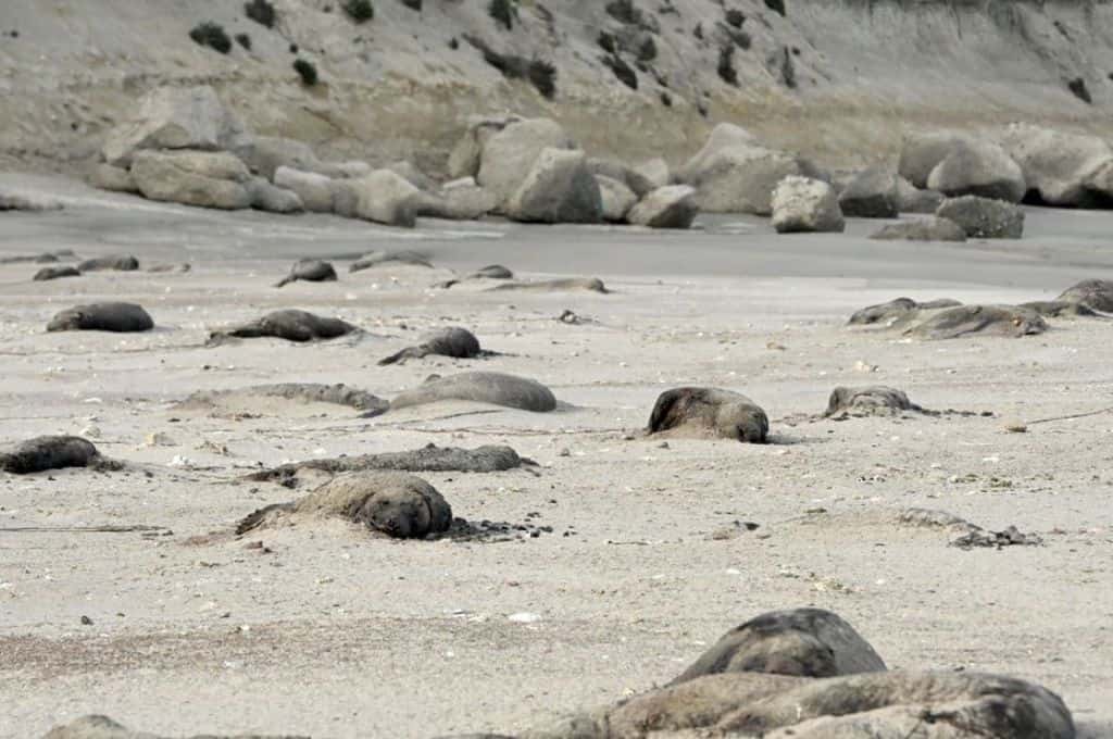 Chubut: masiva muerte de elefantes marinos en la Península de Valdés