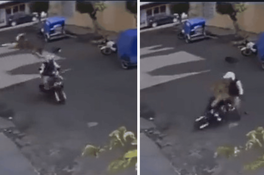 El "perro volador": se lanzó desde una terraza y tumbó a un motociclista que circulaba en plena calle
