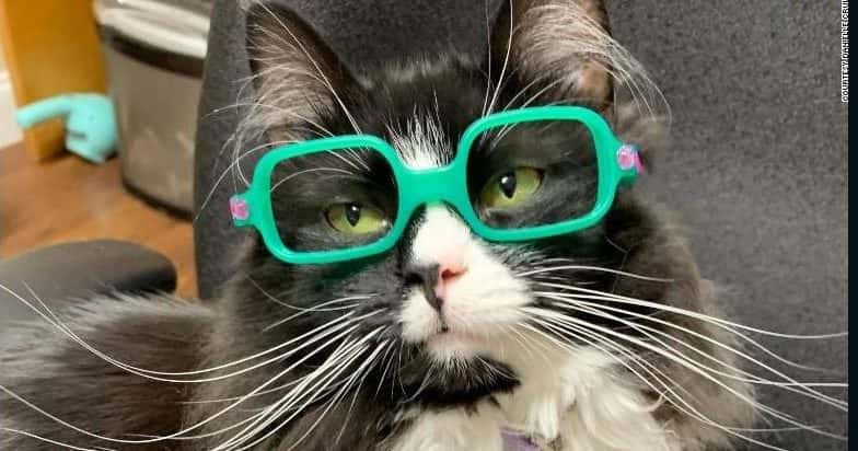 Es viral: conocé a Truffles, la gatita que ayuda a los niños que usan lentes a sentirse seguros