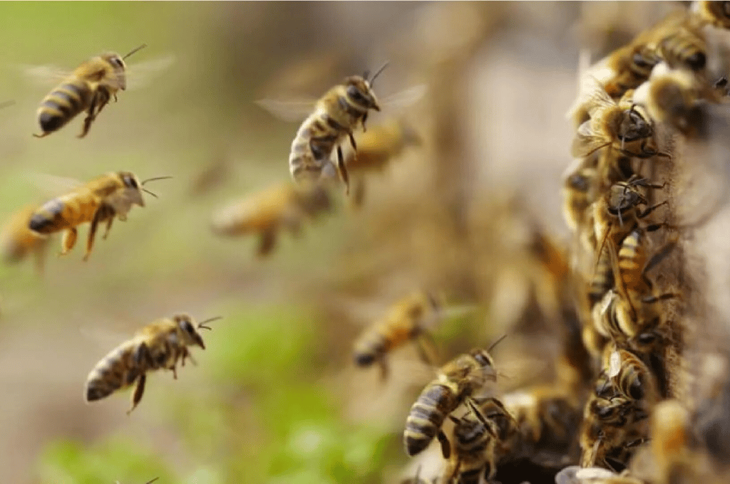 Un enjambre de abejas atacó a una pareja de ancianos en Corrientes