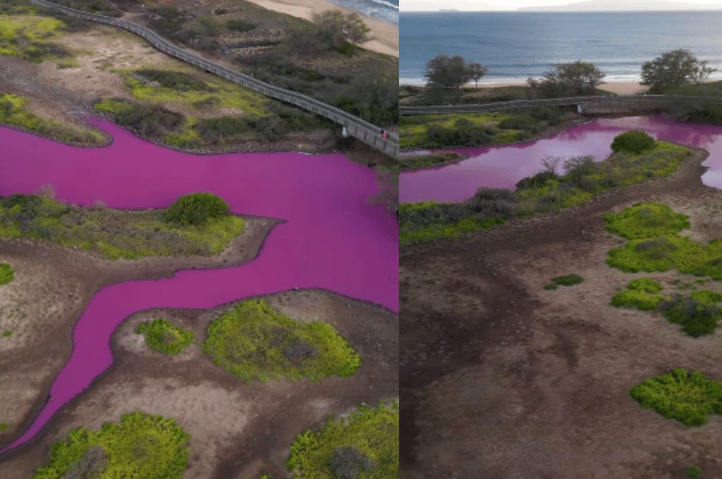 Hawái: un estanque teñido de rosa se volvió viral y sorprende a los científicos