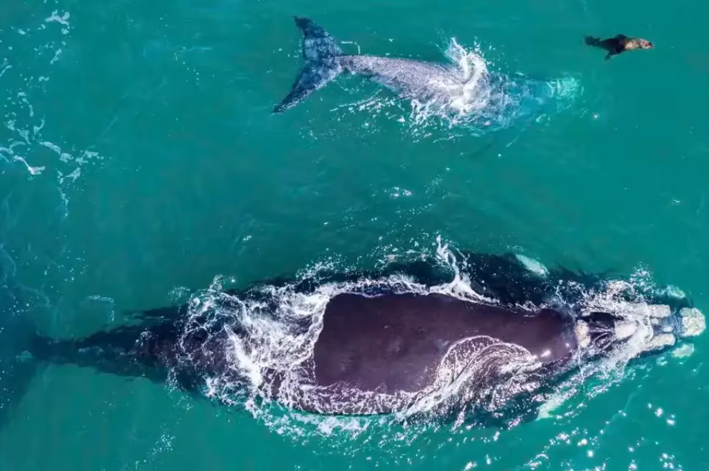 Video: un lobo marino nadando con ballenas enternecen a todos en las redes sociales