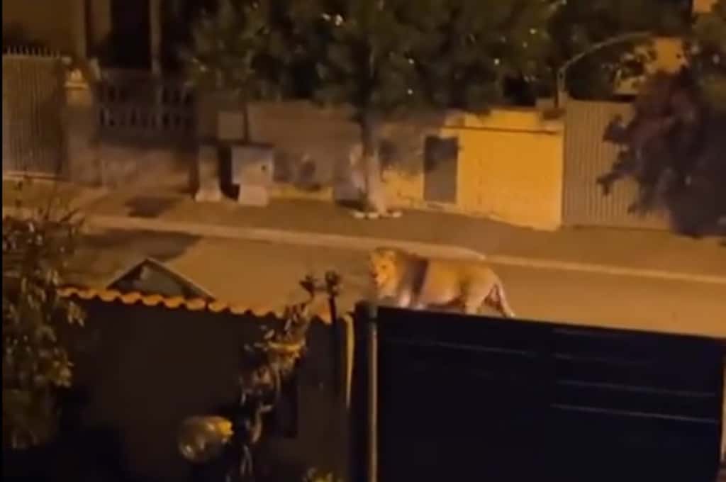 Video: un león se escapó de un circo y generó pánico en las calles de una ciudad italiana