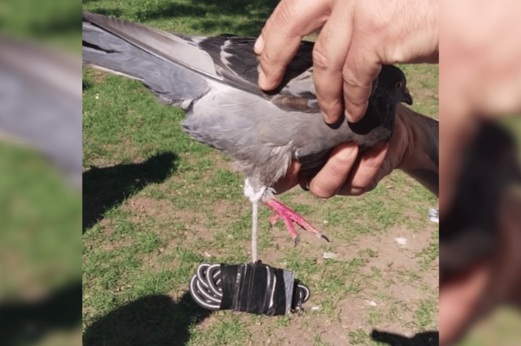 Cárcel de Coronda: quisieron ingresar elementos con el uso de palomas